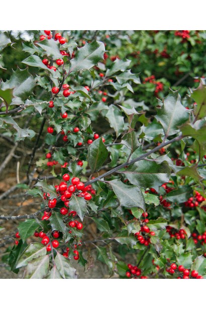 Глянцеве листя Ilex aquifolium Alaska додає текстури садовим композиціям