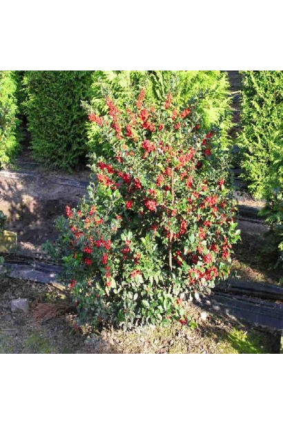 Компактна форма куща Аляска підходить для невеликих садів