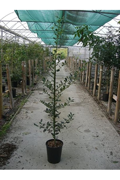 Падуб гостролистий Аляска в контейнері