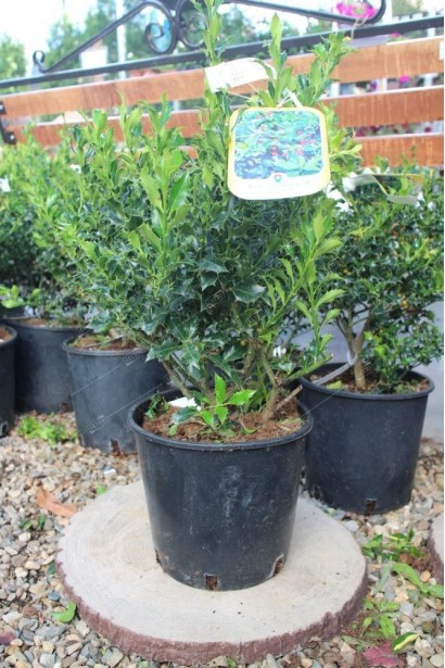 Стійкість до хвороб і шкідників робить Аляску чудовим вибором для озеленення