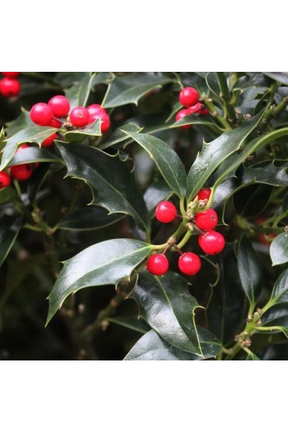 Темно-зелене листя Ilex aquifolium Alaska надає саду насиченого кольору