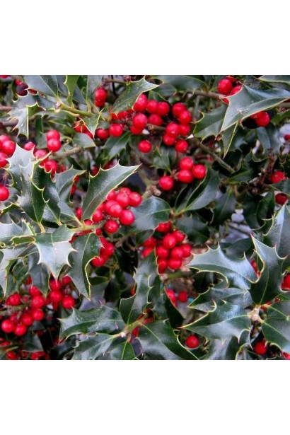 Червоні ягоди падуба Аляска створюють яскравий акцент у зимовому ландшафті.