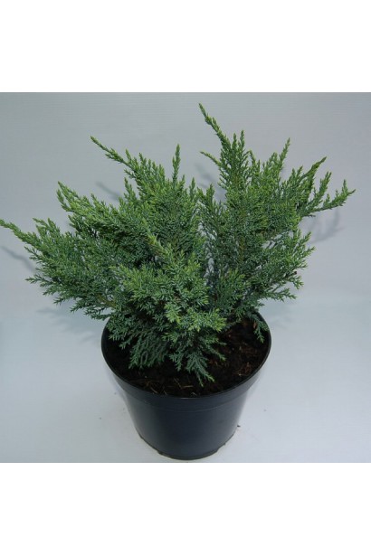 Ялівець китайський Сан Хосе - саджанець в контейнері 3 л