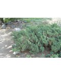 Можжевельник китайский Сан Хосе | Juniperus chinensis San Jose | Ялівець китайський Сан Хосе