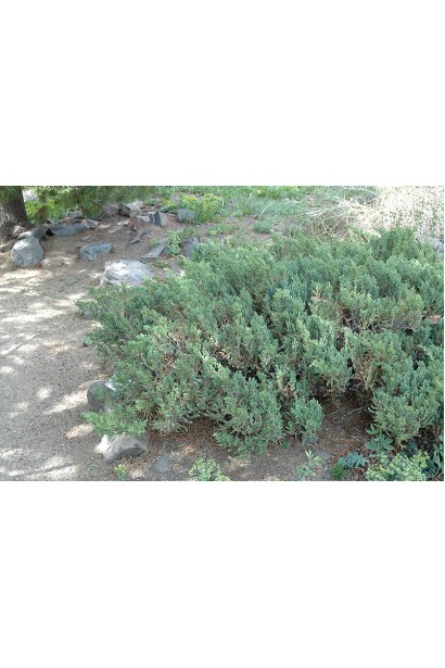 Ялівець китайський Сан Хосе