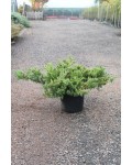 Можжевельник китайский Сан Хосе | Juniperus chinensis San Jose | Ялівець китайський Сан Хосе
