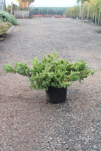  Juniperus chinensis San Jose