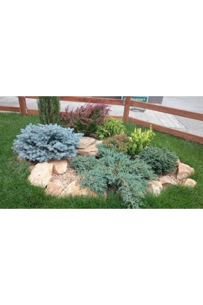 Ялівець китайський Сан Джойс - зелено-блакитна хвоя