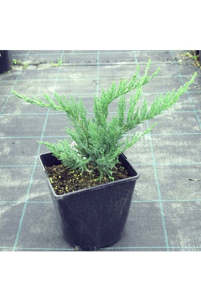 Ялівець китайський Сан Хосе в контейнері Р9 / 0,5 л