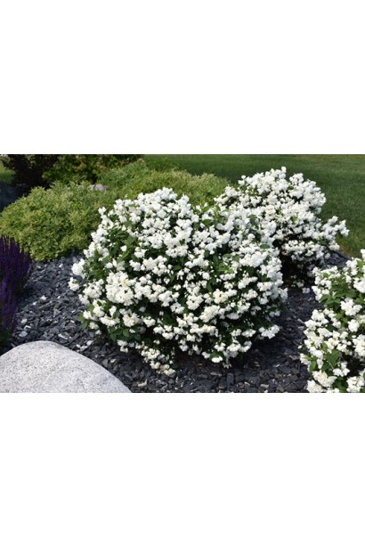 Чубушник Сноубель із пишними білими квітами.