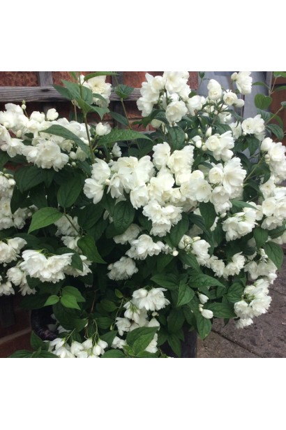 Philadelphus Snowbelle: ароматний кущ із білосніжним цвітом.