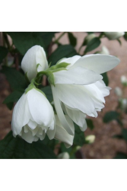 Кущ Snowbelle: білий жасмін для квітучої атмосфери.