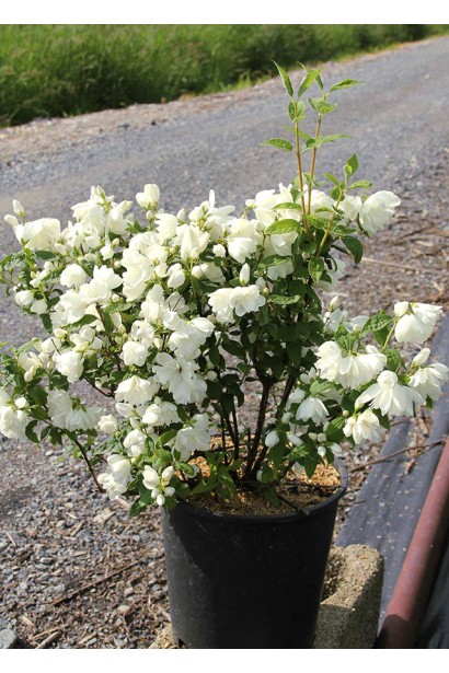 Жасмін садовий Сноубол для прикраси вашого ландшафту.