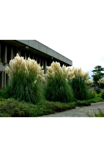 Кортадерія Селло декоративний багаторічний злак