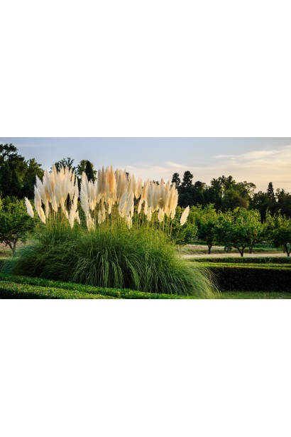 Кортадерія Селло в ландшафті