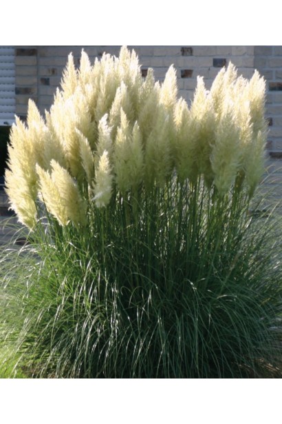 Кортадерія Селло великі волоті срібно-білого кольору