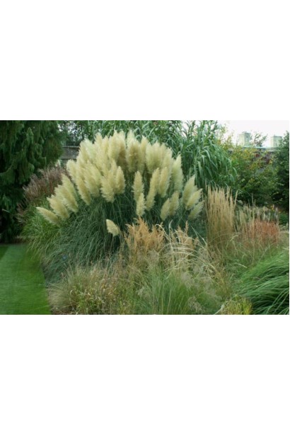 Пампаська трава