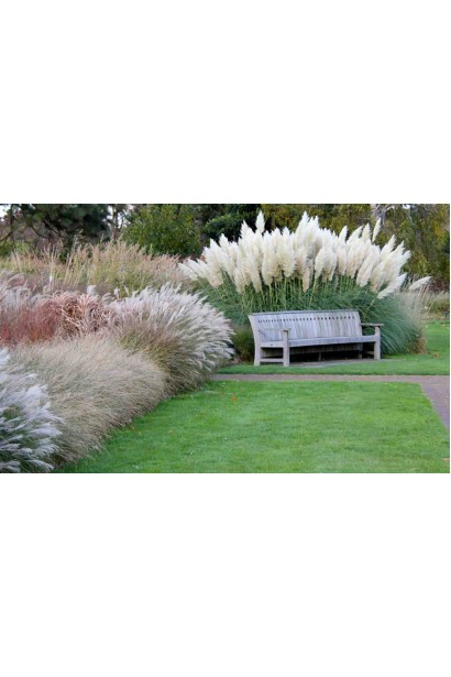 Кортадерія Селло ландшафтний дизайн