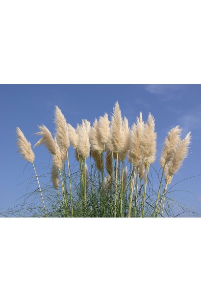 Кортадерія Селло