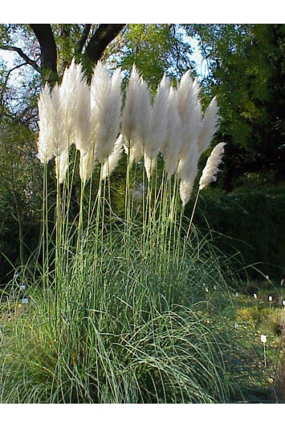 Cortaderia selloana