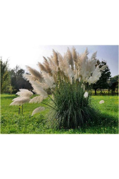 Пампасна трава