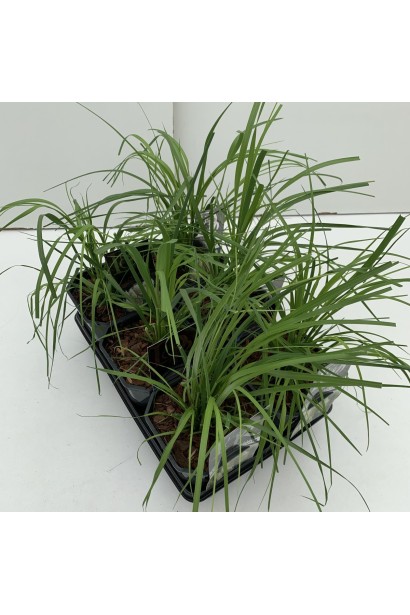 Кортадерія Селло саджанці в контейнері Р9