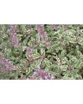 Шалфей лекарственный Триколор | Salvia officinalis Tricolor | Шавлія лікарська Триколор