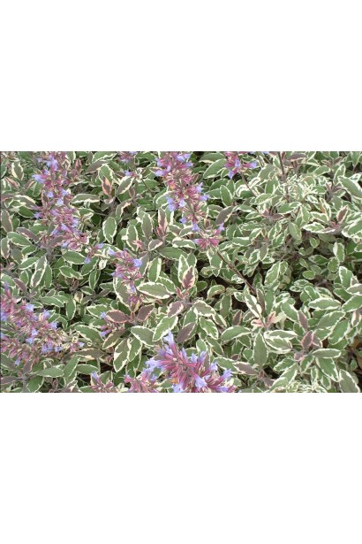 Шалфей лекарственный Триколор