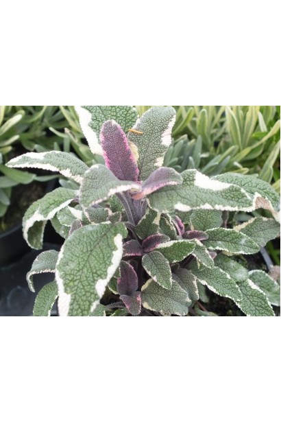 Триколор шавлії лікарської для яскравих клумб і ландшафтів.