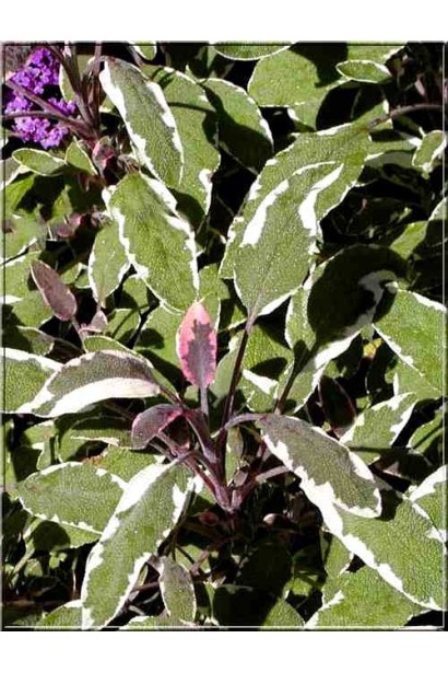 Salvia officinalis Tricolor — декоративна шавлія з трьома кольорами.