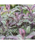 Шалфей лекарственный Триколор | Salvia officinalis Tricolor | Шавлія лікарська Триколор
