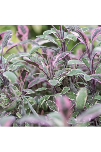 Листья шалфея Триколор с вариациями зеленого, кремового и пурпурного.
