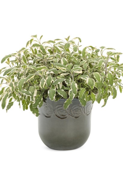 Salvia officinalis Tricolor - растение для оригинальных садовых декораций.