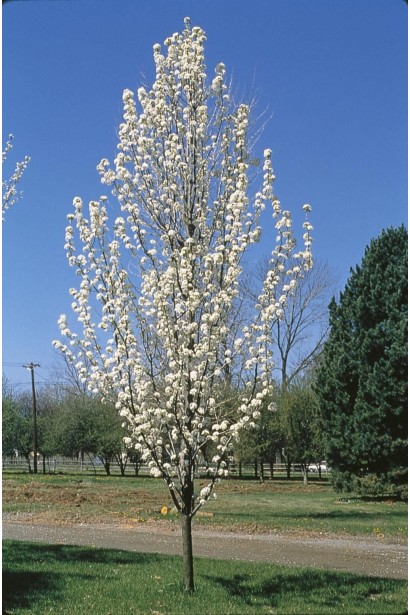 Груша Каллері Chanticleer цвітіння