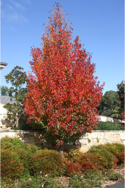 Груша Каллері Шантеклер восени