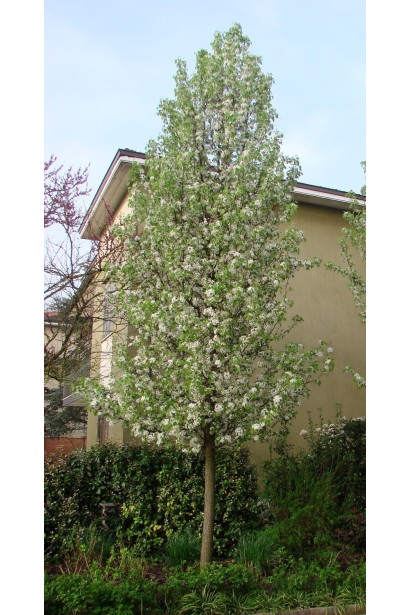 Груша Каллері Шантеклер в ландшафті