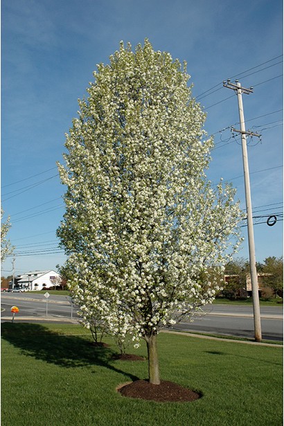 Груша Каллері Шантеклер