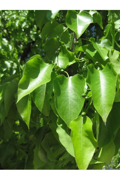 Груша Каллері Шантеклер листя