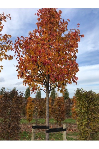 Pyrus calleryana Chanticleer