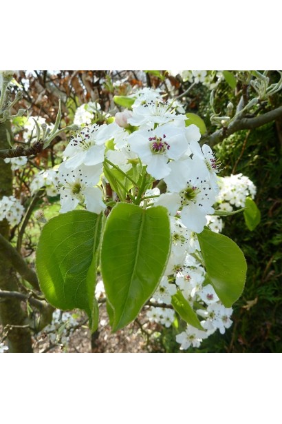 Груша Кальєра Шантиклер цвітіння