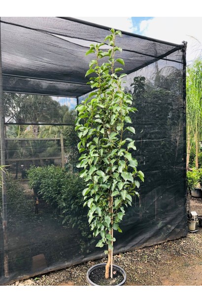 Груша Каллері Шантеклер саджанець в горщику