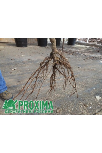 Груша Каллері Шантеклер голий корінь