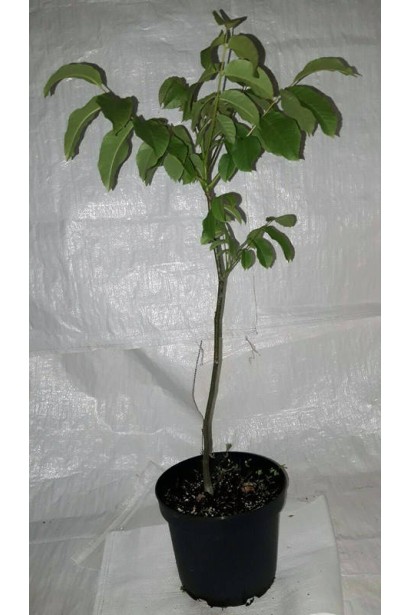 Саджанець горіха Еліта Зелениці в контейнері