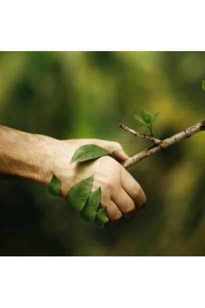 Горіх волоський Еліта Зелениці