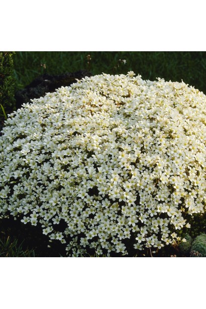 Ломикамінь Білий килим