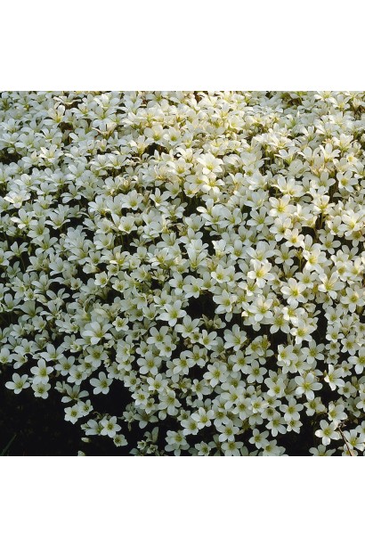 Ломикамінь Арендса (білий)