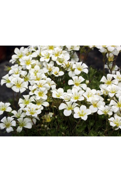 Ломикамінь Арендса білі зірчасті квіти з жовтою серединкою