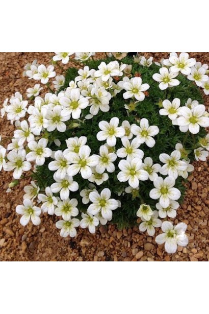 Saxifraga Arendsii