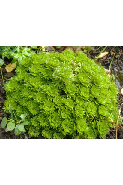 Ломикамінь Арендса яскраво-зелене клиновидне листя