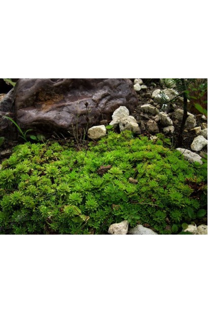 Скельниця Арендса 